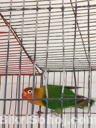 লাভ বার্ড